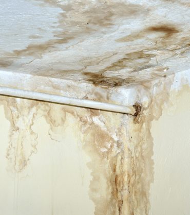 What-Are-the-Long-Term-Impacts-of-Ignoring-Mold-on-Your-Home-and-Health-2-img